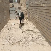 قیمت 20|حیوانات مزرعه|نائین, |دیوار