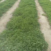 شیتیل گوجه فرنگی (بادمجان) لینا
