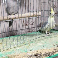 عروس هلندی جفت|پرنده|مرودشت, ابوذر شمالی|دیوار