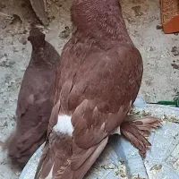 کبوتر راعبی