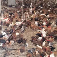 جوجه مرغ گلپایگانی وجهادی ۱تا ۴ماهه