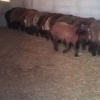 بره‌های سالم و پرواری  قیمت ویژه نر و ماده