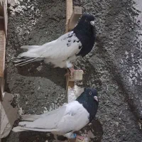 جفت کله سیاه