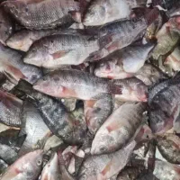 شانگ سی ا