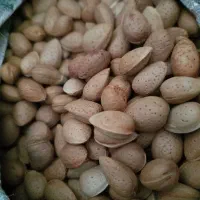 بادام سنگی