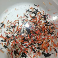 ماهی گلی .ماهی قرمز .گلد فیش رده کپ عروس تلسکوپی