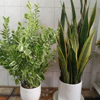 4 عدد گل زیبا فروشی ارزان شلف هم فروشی هست