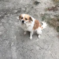 توله نر واکسن خورده