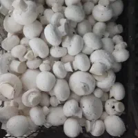 کارخانه و پخش قارچ پروتیین سفید