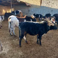 گوساله ماده محلی سالم و سرحال چاق