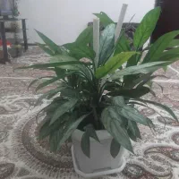 گل اپارتمانی