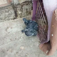 یک جفت  جوجه آلمانی جفت 800  و ساده