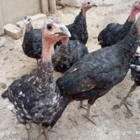 بوقلمون محلی