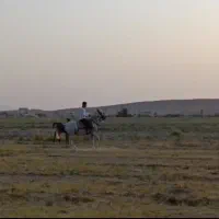 مادیان شکم طلا|اسب و تجهیزات اسب‌سواری|داراب, |دیوار