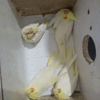 یک ماهه عروس هلندی
