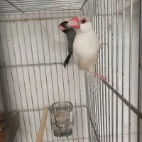 فنج نرگسی جفت