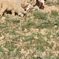 گوسفند وبره درجه یک ومفت|حیوانات مزرعه|باوی, |دیوار