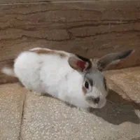 خرگوش