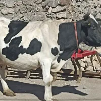 گاو وگوساله|حیوانات مزرعه|دهگلان, |دیوار