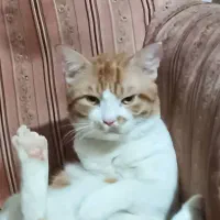 گمشده|حیوانات|فردیس, شهرک ناز|دیوار