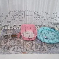 قفس سگ و خرگوش