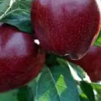 کاگرسیب چین نیازمندیم