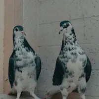 کبوتر دمگیرنروماده گلین قصری  بدرنگ کفتر