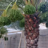 بریدن نخل هرس نخل سمپاشی تقویتی بارمیوی نخل