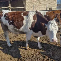 گاو گوساله|حیوانات مزرعه|گنبد کاووس, |دیوار