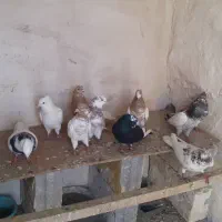 کبوترگرفتنی