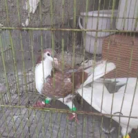 کفتر