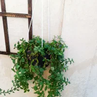 گل یخ|گل و گیاه طبیعی|مشهد, رستگار|دیوار