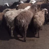 بره نر|حیوانات مزرعه|زرگرشهر, |دیوار