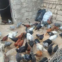 مرغ خروس برهما