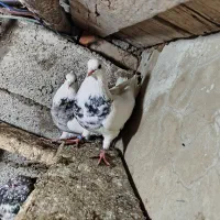 یک جفت کلفه نرو ماده جفت خورده