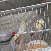 قفس دست ساز و عروس هلندی فر و شی|لوازم جانبی حیوانات|رباطکریم, شهرک والفجر|دیوار