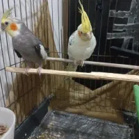 یه جفت عروس هلندی.