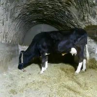 گاو|حیوانات مزرعه|قروه, |دیوار