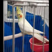 عروس هلندی لوتینو