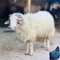 گوسفند و دوعدد بره