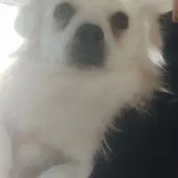 سگ گم شده پامر اشپیتز|حیوانات|هشتگرد, فاز ۱ مهستان|دیوار