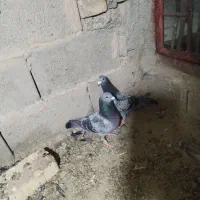 مگس نر|پرنده|زابل, |دیوار