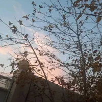 نیروی ساده خانم و اقا ( ماهر )