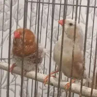 فنج هاف اورنج