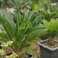 فروش انواع گل سیکاس یوکا یاس هلندی زیتون گلدان|عمدهفروشی|تهران, دهونک|دیوار