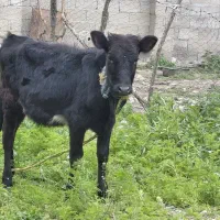 گاو لیشه دورگ ۶ ماه جنس