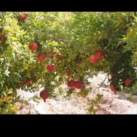 اجاره محصول باغ انار شما ب قیمت روز و چیدمان انار