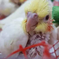 عروس هلندی سرلاکی