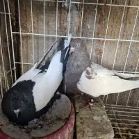 سینه ای|پرنده|اهواز, شهرک حفاری|دیوار