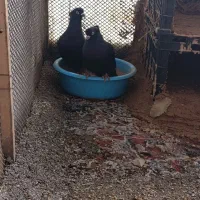 قفس|لوازم جانبی حیوانات|ایذه, |دیوار